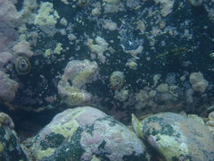 Halichoeres nebulosus