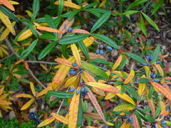 Berberis levis