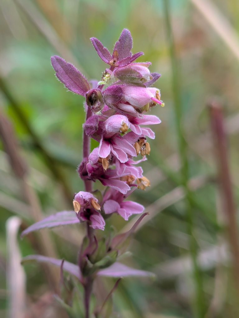 Red Odontites