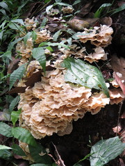 Trametes membranacea