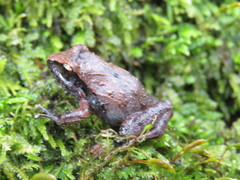 Craugastoridae