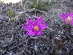 Trichodiadema barbatum