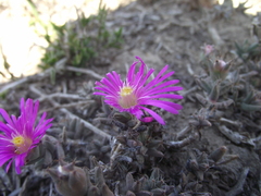 Trichodiadema barbatum