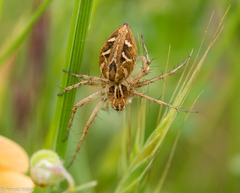 Oxyopes heterophthalmus