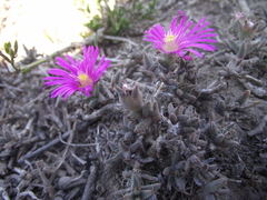 Trichodiadema barbatum