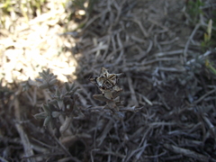 Trichodiadema barbatum