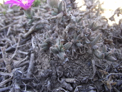 Trichodiadema barbatum