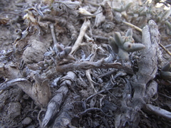 Trichodiadema barbatum