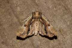 Meterana decorata