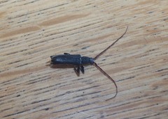 Callidiopis scutellaris