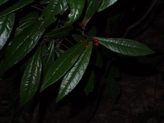 Ardisia lindleyana