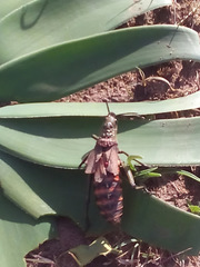 Dictyophorus griseus