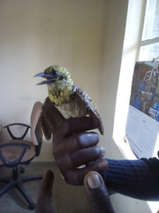 Trachyphonus darnaudii