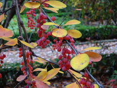 Berberis jamesiana