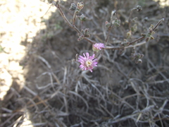 Drosanthemum dipageae