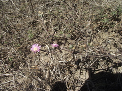Drosanthemum dipageae