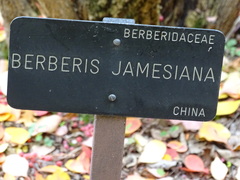 Berberis jamesiana