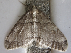 Operophtera relegata