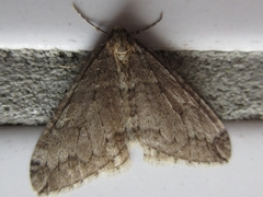 Operophtera relegata