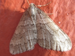 Operophtera relegata