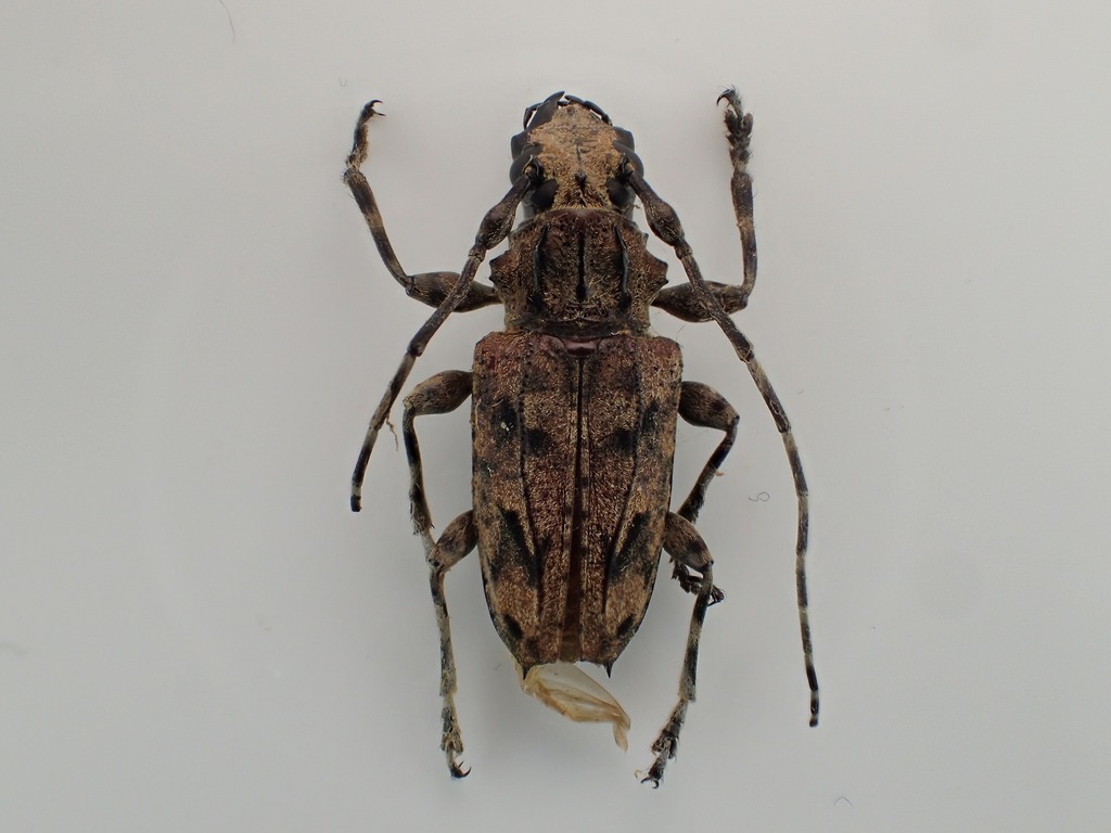 Steirastoma melanogenys
