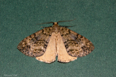 Pseudocoremia indistincta