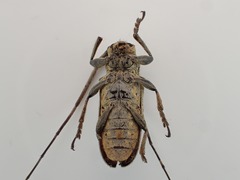 Hesychotypa turbida