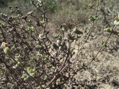 Drosanthemum dipageae