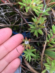 Portulaca sclerocarpa