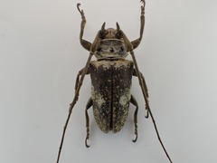 Lochmaeocles basalis