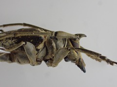 Lochmaeocles basalis