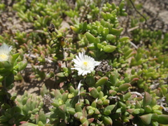 Delosperma uncinatum