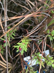 Portulaca sclerocarpa