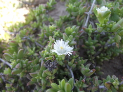 Delosperma uncinatum