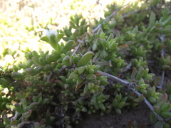 Delosperma uncinatum