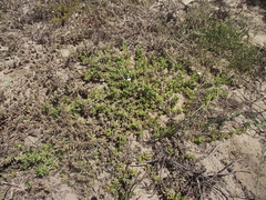 Delosperma uncinatum