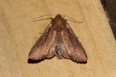 Ichneutica infensa