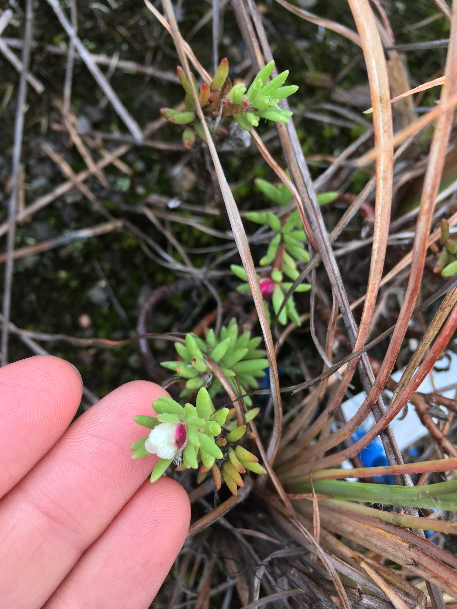 Portulaca sclerocarpa