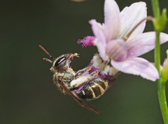 Lipotriches flavoviridis