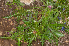 Carduus defloratus carlinifolius