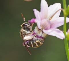 Lipotriches flavoviridis