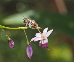 Lipotriches flavoviridis