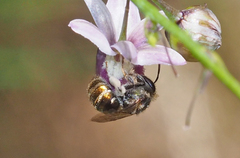 Lipotriches flavoviridis