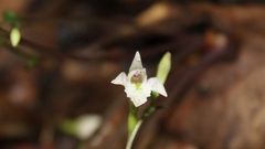 Triphora trianthophoros