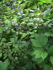 Aconitum fischeri