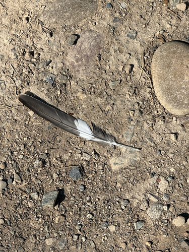 Plume de Engoulevent d'Amérique