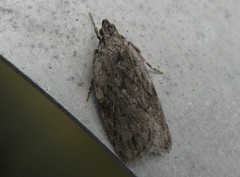 Phaeosaces compsotypa