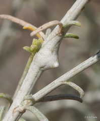 Rhopalomyia chrysothamni