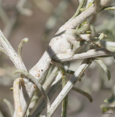 Rhopalomyia chrysothamni