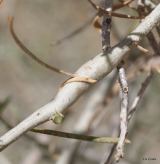 Rhopalomyia chrysothamni